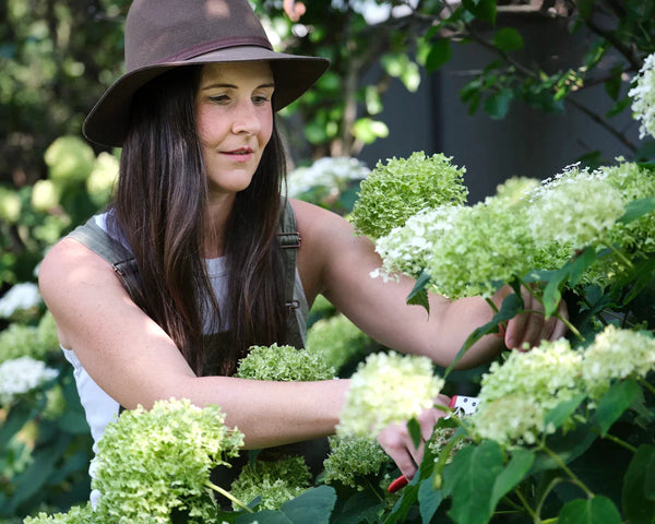 A woman in a wide-brimmed hat gathering white hydrangeas in a summer garden